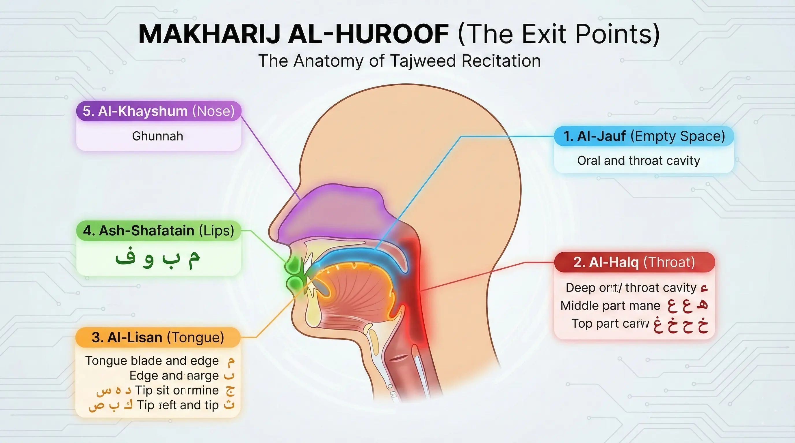 Makharij Al Huroof Anatomy Diagram